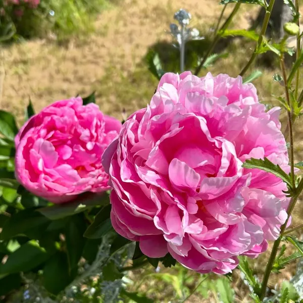 Pink_Rose_Grafted_Plant