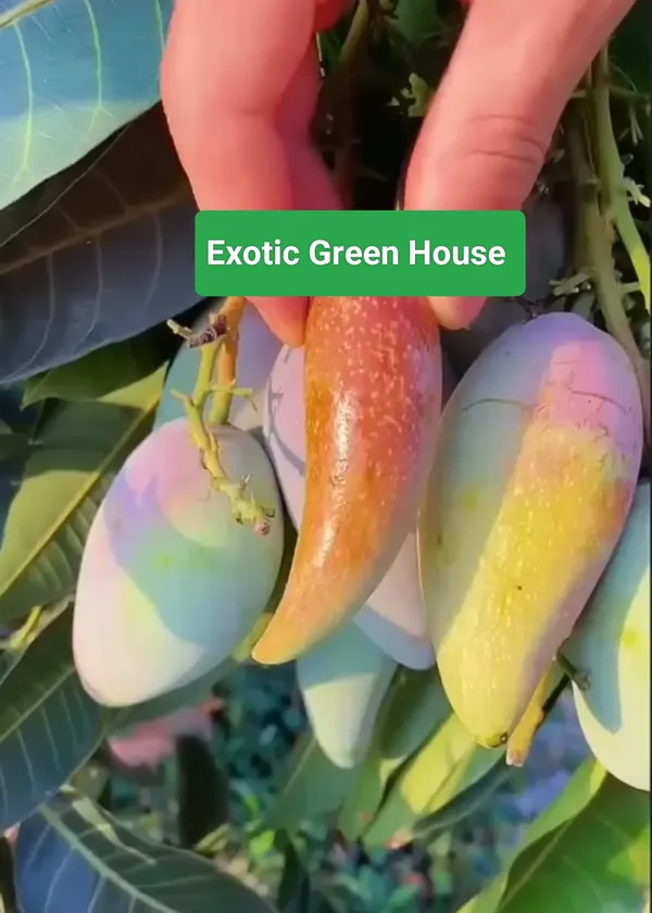 Exotic Green House Chinese Chilli Mango Grafted Fruit Plant Price in