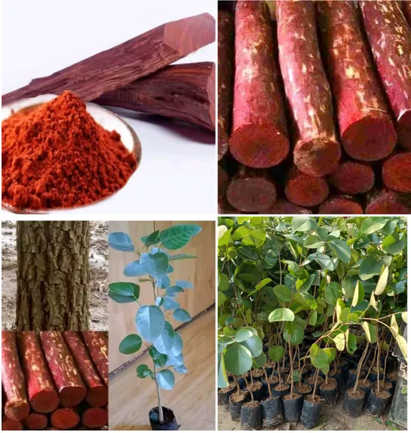 Red_Sandalwood_Rose_Varieties_Plant