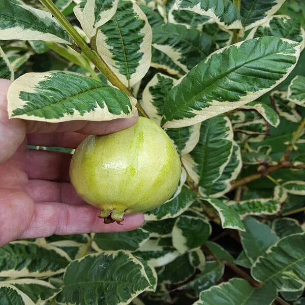 Variegated_Guava_Plant_Outdoor_Gardening