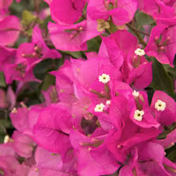 Texas_Dawn_Bougainvillea_Plant_Outdoor_Gardening