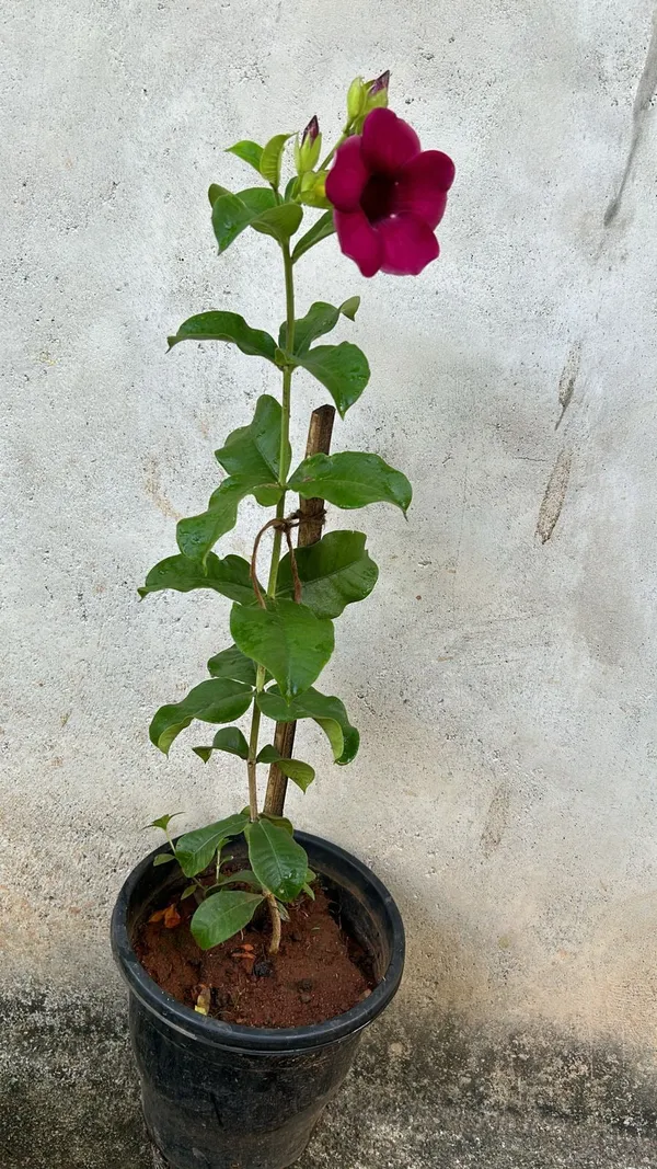 Red_Allamanda_Flowering_Plant_Outdoor