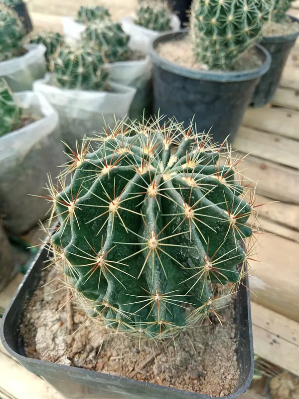 Ferocactus