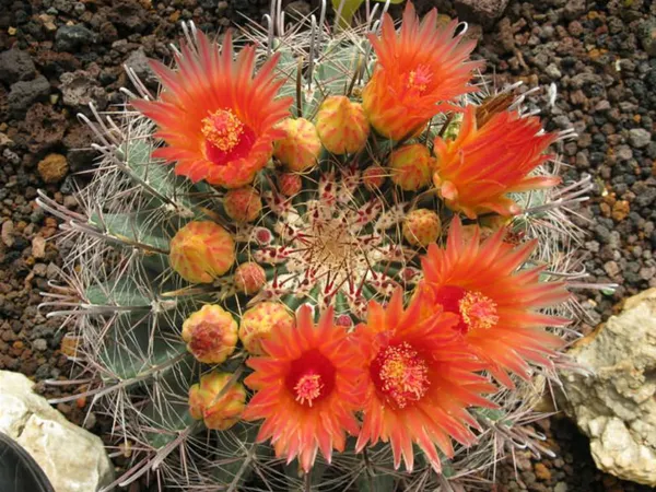 Ferocactus
