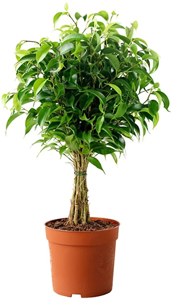 Ficus_Benjamina_Blackie_Indoor_Plant_For_Home