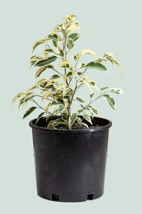 Ficus_Benjamina_Starlight_Indoor_Plant_For_Home