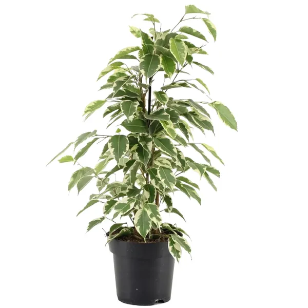Ficus_Benjamina_Starlight_Indoor_Plant_For_Home