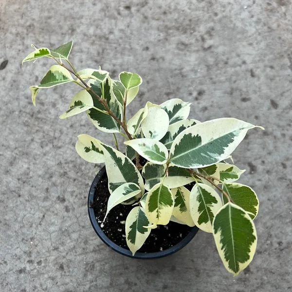 Ficus_Benjamina_Starlight_Indoor_Plant_For_Home
