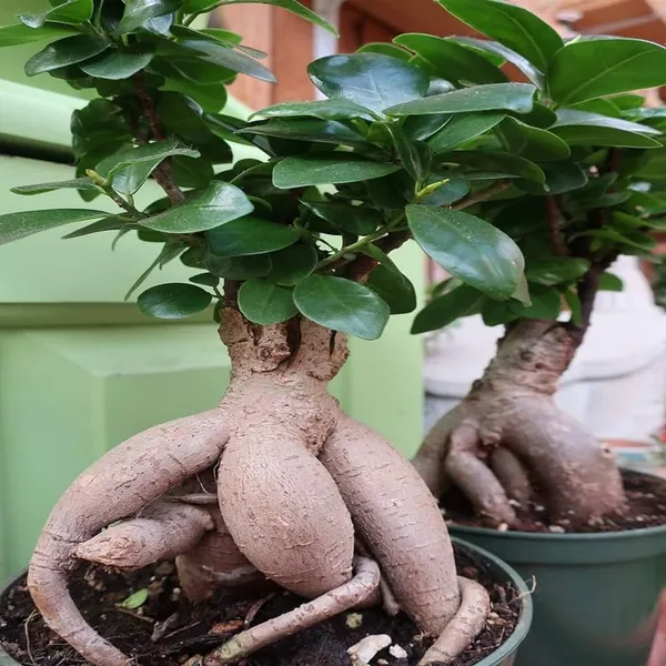 Ficus_Microcarpa_Bonsai