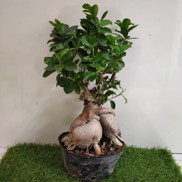 Ficus_Microcarpa_Bonsai