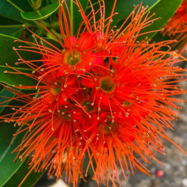 First_Love_Red_Flower_Plant