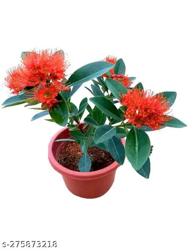First_Love_Red_Flower_Plant