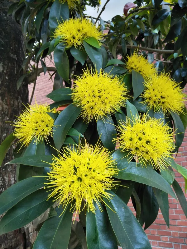 First_Love_Yellow_Flower_Plant