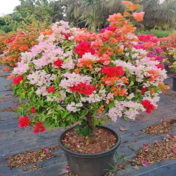 Multicolor_Bougainvillea_Plant_Outdoor