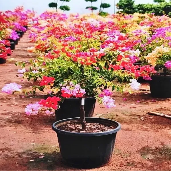 Multicolor_Bougainvillea_Plant_Outdoor