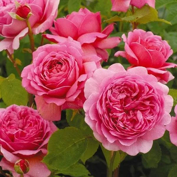 English_Pink_Rose_Plant