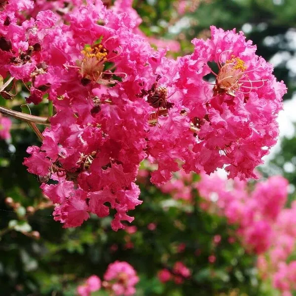 Furush_Lagerstroemia_Pink_Plant_Live_Flower_Plant