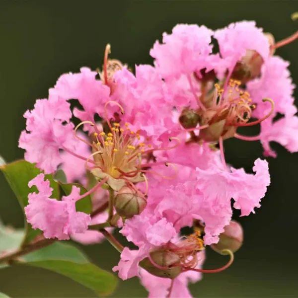 Furush_Lagerstroemia_Pink_Plant_Live_Flower_Plant