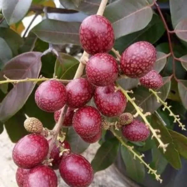 Ruby_Longan_Grafted_Fruit_Plant_Without_Pot