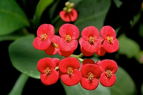 Euphorbia_Milii_Red_Plant