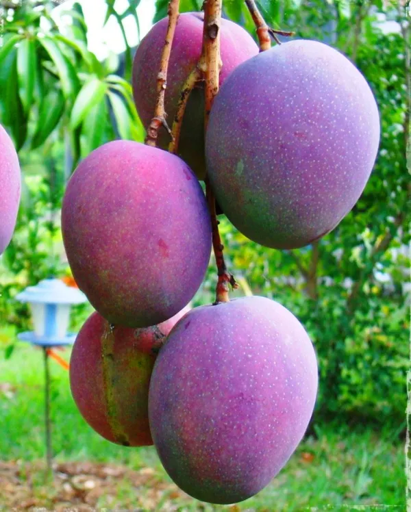 GREENERY_NURSERY_Japanese_All_Time_Mango(Grafted)_Plant