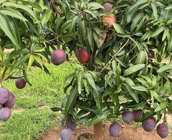 GREENERY_NURSERY_Japanese_All_Time_Mango(Grafted)_Plant