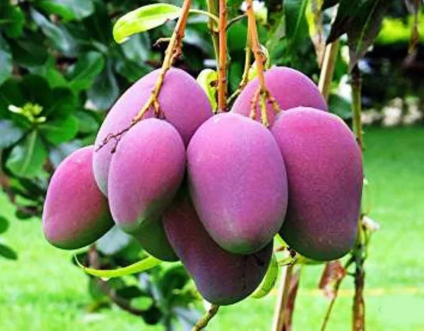 GREENERY_NURSERY_Japanese_All_Time_Mango(Grafted)_Plant