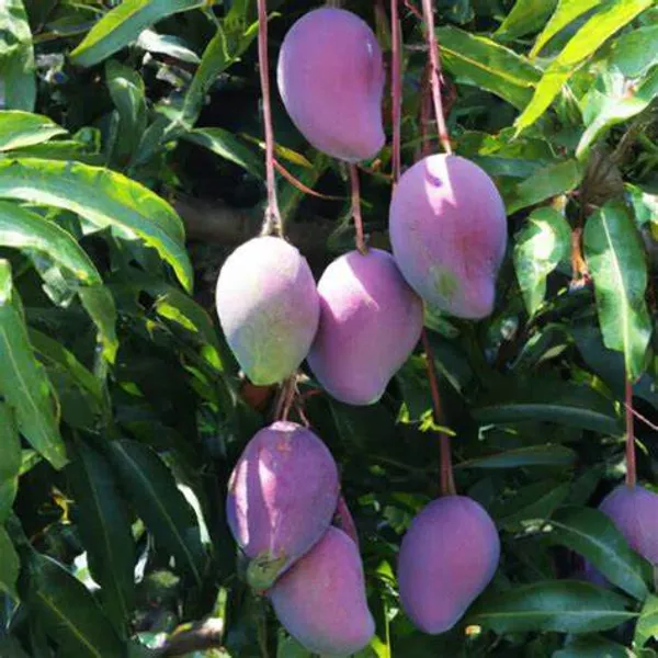 GREENERY_NURSERY_Japanese_All_Time_Mango(Grafted)_Plant