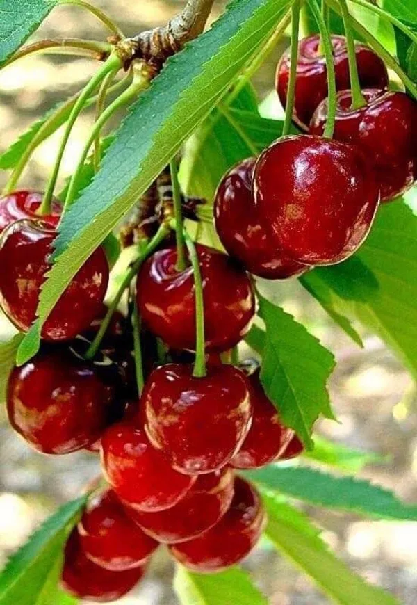 GREENERY_NURSERY_Original_Sweet_Cherry_Tree_Plant_(Pack_Of_1)
