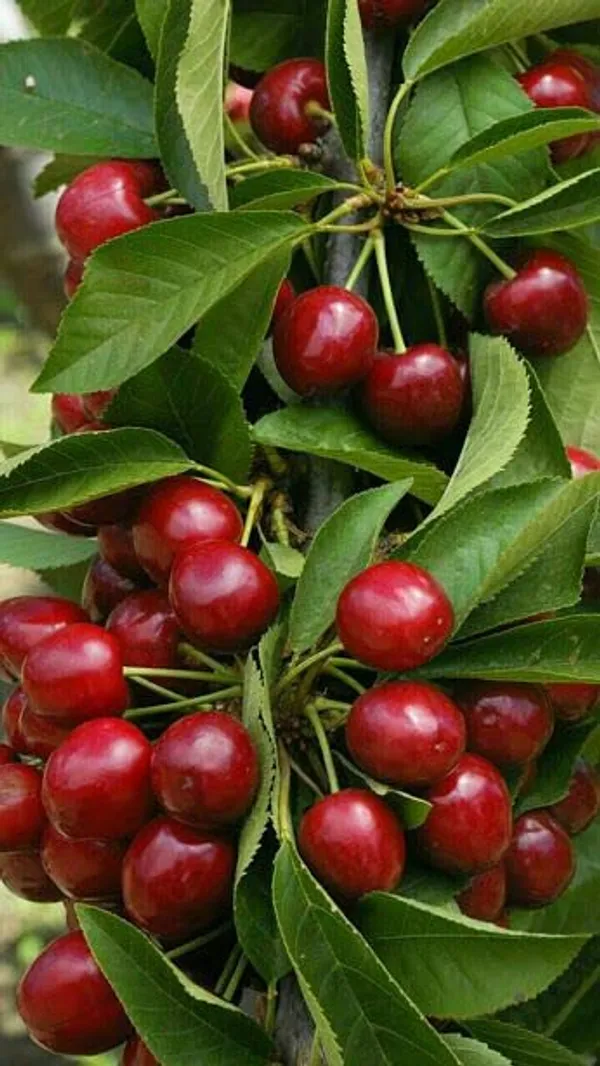 GREENERY_NURSERY_Original_Sweet_Cherry_Tree_Plant_(Pack_Of_1)