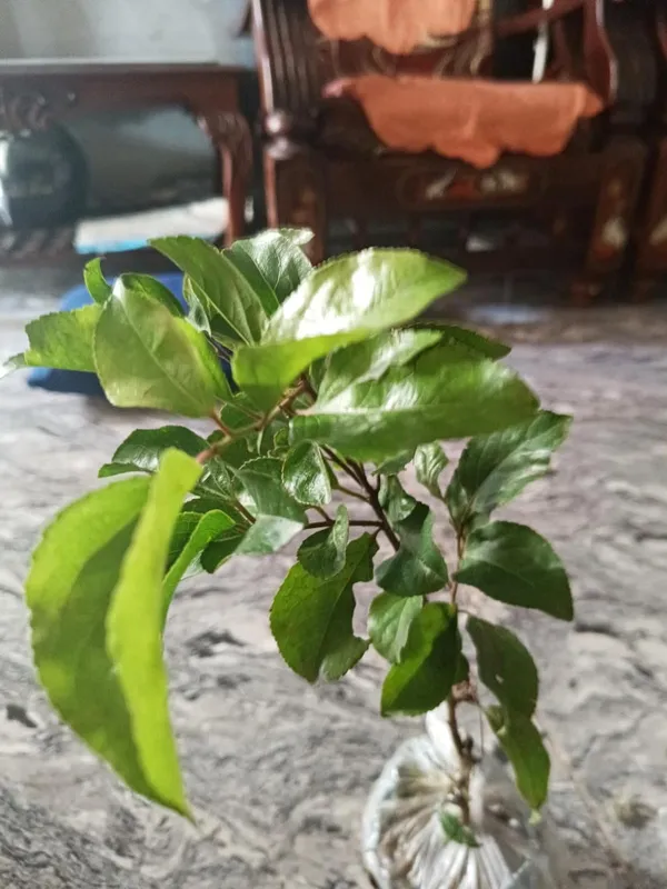 GREENERY_NURSERY_Original_Sweet_Cherry_Tree_Plant_(Pack_Of_1)
