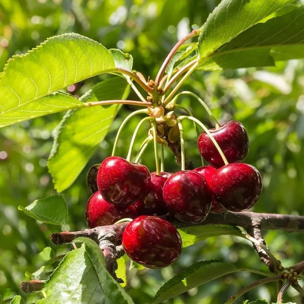 GREENERY_NURSERY_Original_Sweet_Cherry_Tree_Plant_(Pack_Of_1)