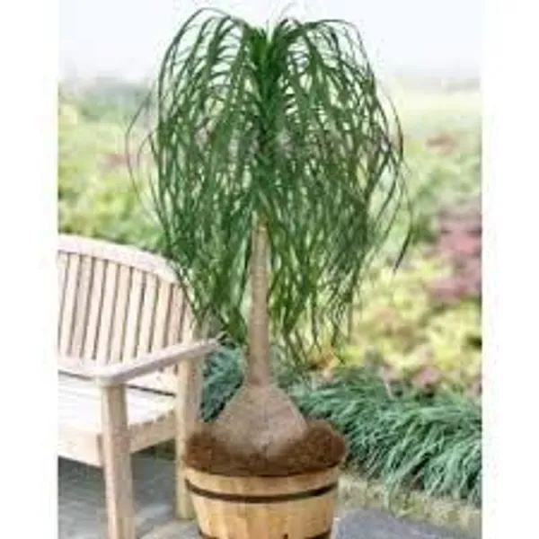 GREENERY_NURSERY_Ponytail_Palm_Plant_(Pack_Of_1)