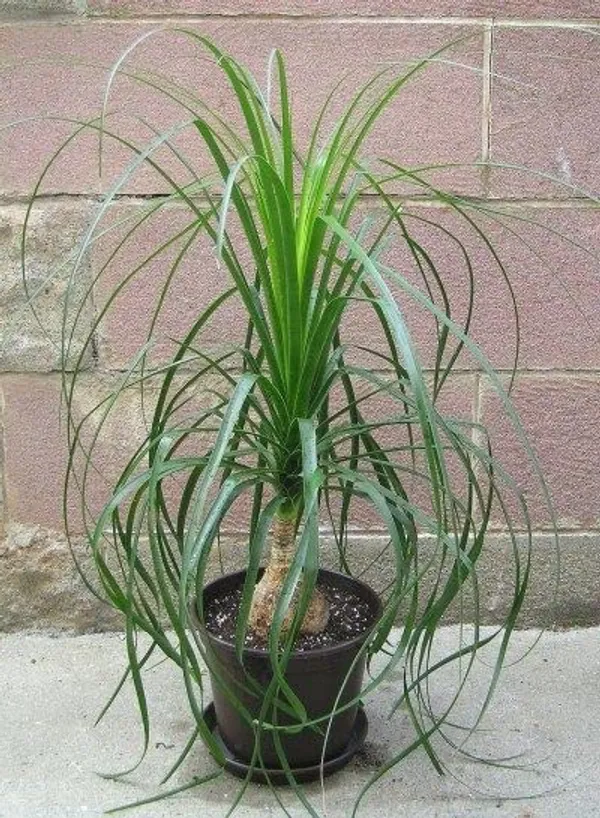 GREENERY_NURSERY_Ponytail_Palm_Plant_(Pack_Of_1)