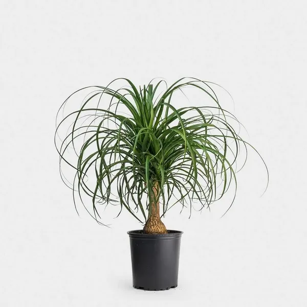 GREENERY_NURSERY_Ponytail_Palm_Plant_(Pack_Of_1)