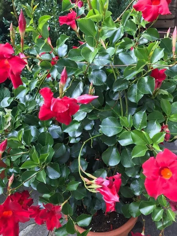 GREENERY_NURSERY_RED_Mandevilla_Flower_Plant_(1_Year_Old_Plant)