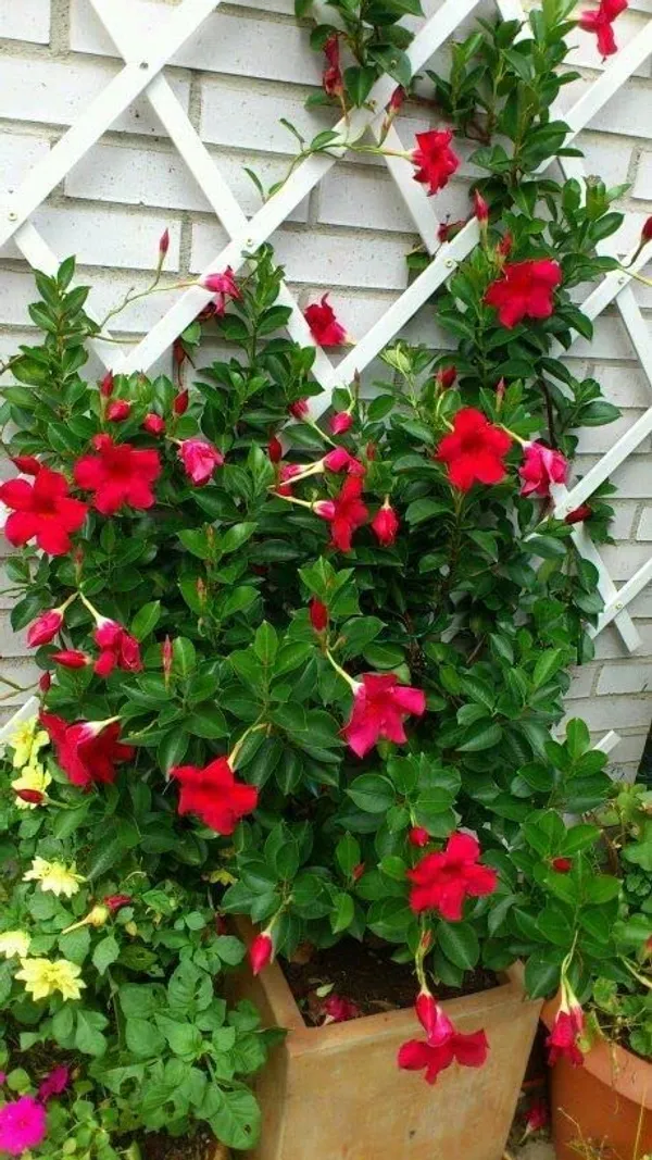 GREENERY_NURSERY_RED_Mandevilla_Flower_Plant_(1_Year_Old_Plant)