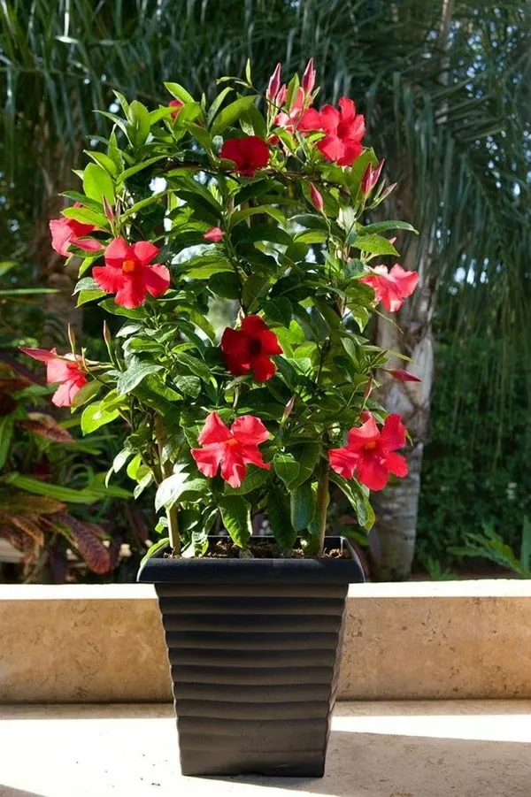 GREENERY_NURSERY_RED_Mandevilla_Flower_Plant_(1_Year_Old_Plant)