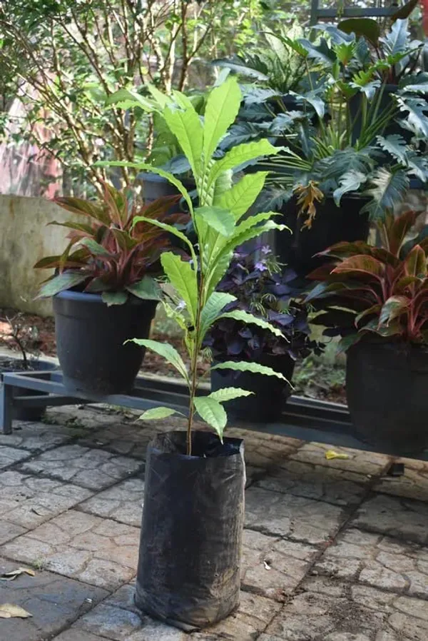 GREENERY_NURSERY_Rare_Exotic_Giant_Abiu_Fruit_1_Healthy_Plant_(NEAR_TO_1KG)