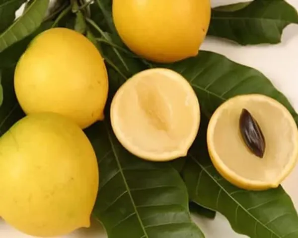 GREENERY_NURSERY_Rare_Exotic_Giant_Abiu_Fruit_1_Healthy_Plant_(NEAR_TO_1KG)