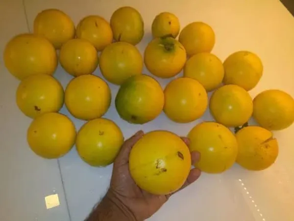 GREENERY_NURSERY_Rare_Exotic_Giant_Abiu_Fruit_1_Healthy_Plant_(NEAR_TO_1KG)