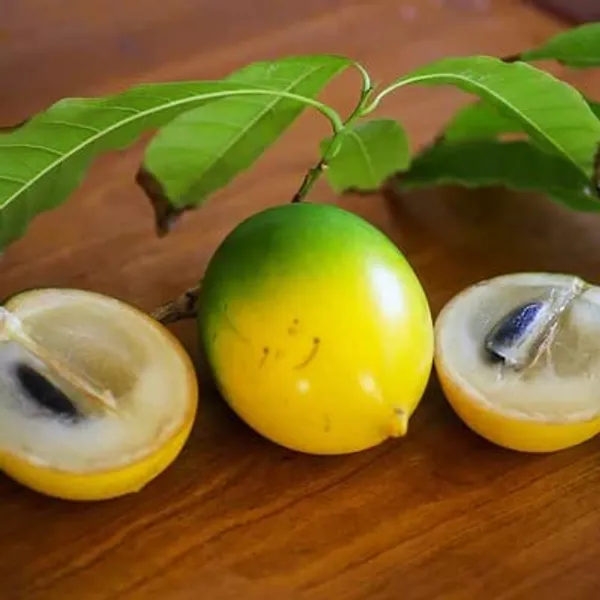 GREENERY_NURSERY_Rare_Exotic_Giant_Abiu_Fruit_1_Healthy_Plant_(NEAR_TO_1KG)
