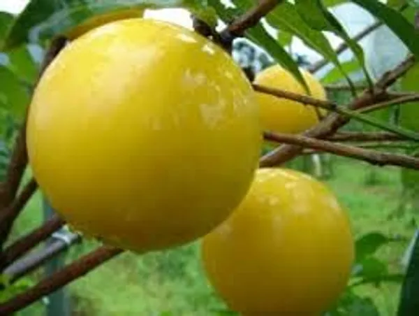 GREENERY_NURSERY_Rare_Exotic_Giant_Abiu_Fruit_1_Healthy_Plant_(NEAR_TO_1KG)