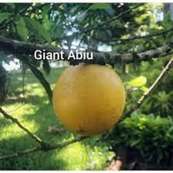 GREENERY_NURSERY_Rare_Exotic_Giant_Abiu_Fruit_1_Healthy_Plant_(NEAR_TO_1KG)