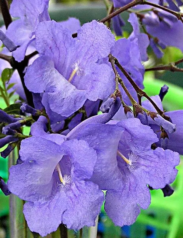 GREENERY_NURSERY_Jacaranda_Flower_Plant