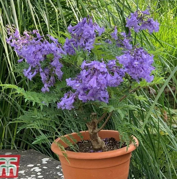 GREENERY_NURSERY_Jacaranda_Flower_Plant