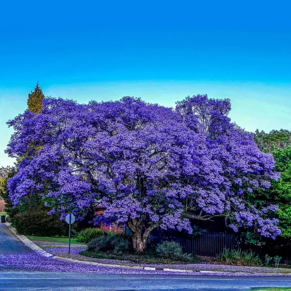GREENERY_NURSERY_Jacaranda_Flower_Plant