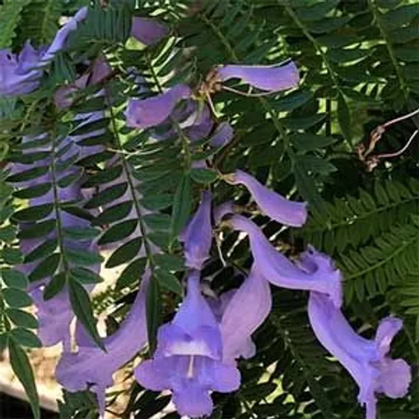 GREENERY_NURSERY_Jacaranda_Flower_Plant