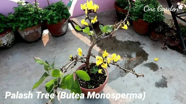 GREENERY_NURSERY_Rare_Exotic_Dwarf_Yellow_Palas_/_Butea_Very_Rare_Flowering_Tree_Plant