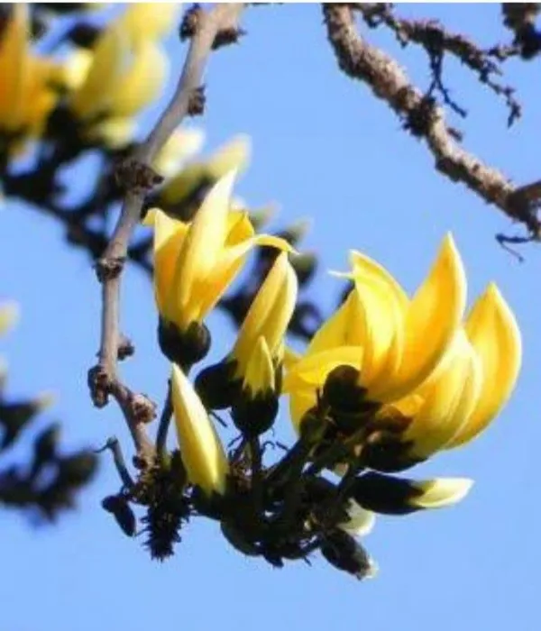 GREENERY_NURSERY_Rare_Exotic_Dwarf_Yellow_Palas_/_Butea_Very_Rare_Flowering_Tree_Plant